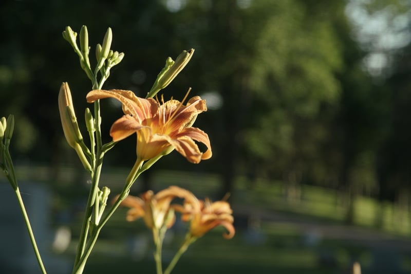 Blooming Spring Flowers At Mt Pleasant Cemetery